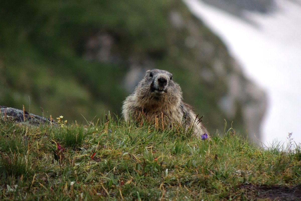 © Christina Moser, marmota hohe tauern