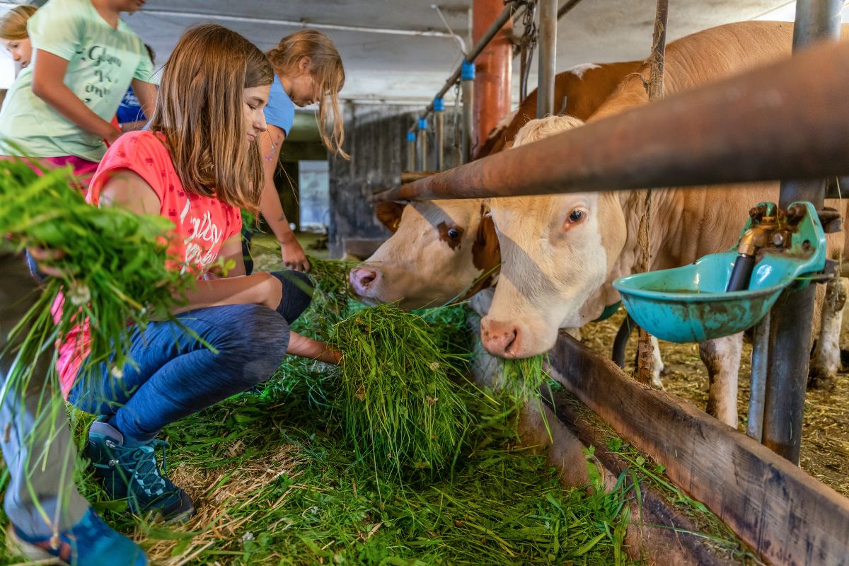 © Achensee Tourismus, museum farmstead