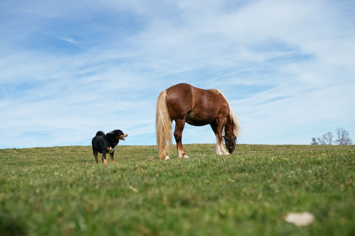 © Urlaub am Bauernhof in Vorarlberg, Photographer: Daniel Gollner cavall i gos