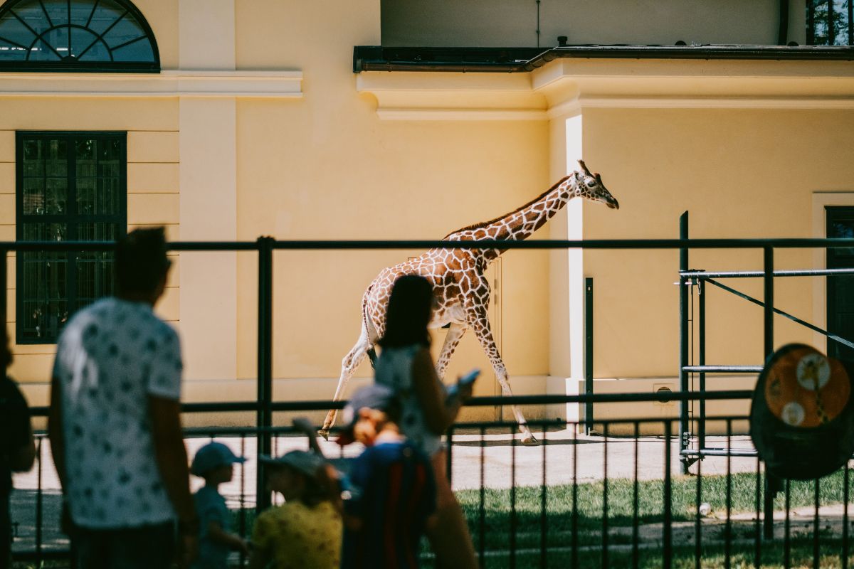 zoo